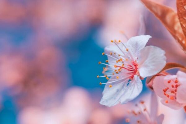 Sưu Tầm] 100+ hình ảnh hoa anh đào Anime đẹp, lãng mạn nhất -  pgddakglong.edu.vn